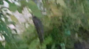 Не спеют томаты! Гетероауксин в помощь! 2-3 недели и всё созреет.
