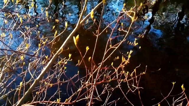 VID 1652997442474 Она говорила... (Н. Гумилев)...Павел Васильев Лахтинский смотреть онлайн