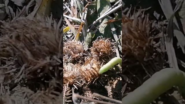 Вспашка поля. Деревня осенью. смотреть онлайн