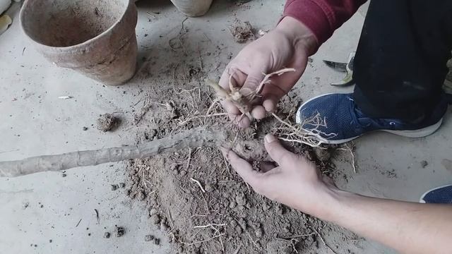 saving almost dead DRACAENA plant & create a BONSAI from it ( 70 days of bonsai ) смотреть онлайн
