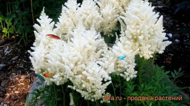 Астильба японская Дойчланд (deutschland) ? обзор: как сажать, рассада, саженцы астильбы Дойчланд