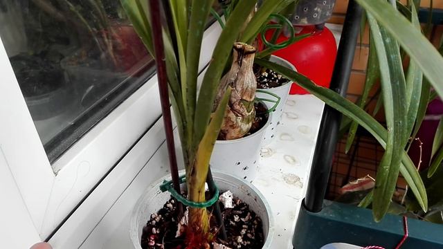 Орхидеи, устала очень, нет сил бороться смотреть онлайн