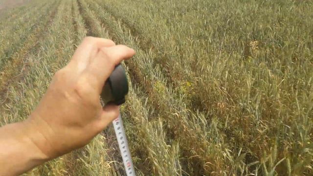 14.06.2022. NO-TILL подсолнечник обработка экспрессом. смотреть онлайн