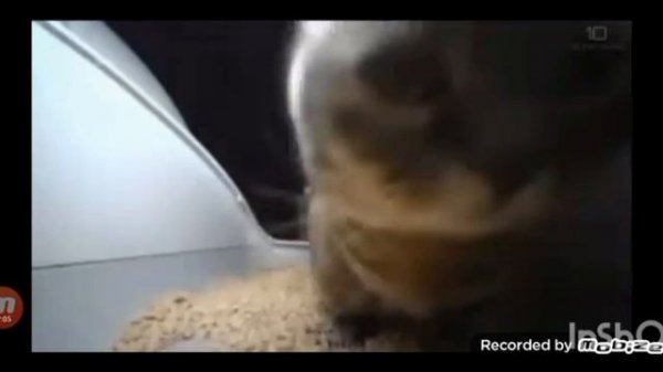 мем чипи чипи чапа чапа что скрывает ?