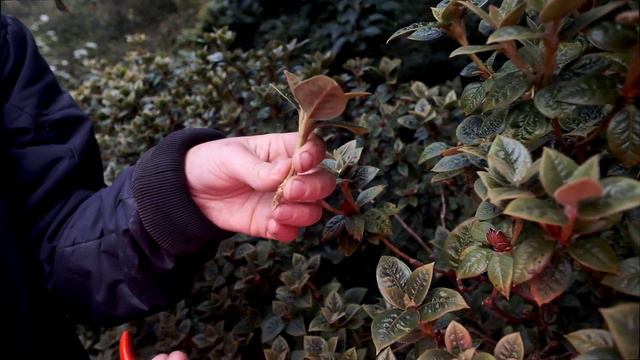 Selecting scented rhododendrons cuttings смотреть онлайн