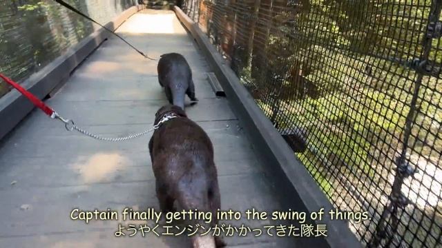 Otter Makes Childish Mistake At Camp [Otter Life Day 876]