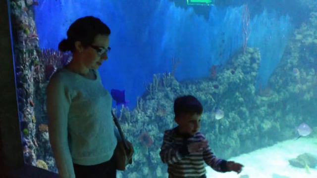 Океанариум Вегас Москва(6) смотреть онлайн