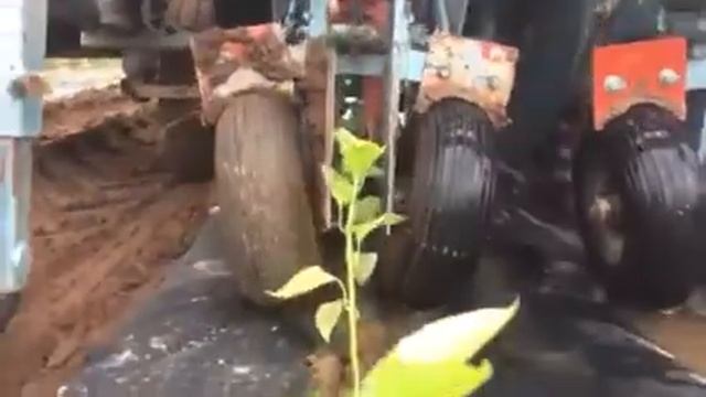 Plantation du piment D'espelette смотреть онлайн