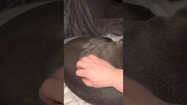 Хороших снов???#tttt #cane #canecorso #канекорсо #canecorsoitaliano смотреть онлайн