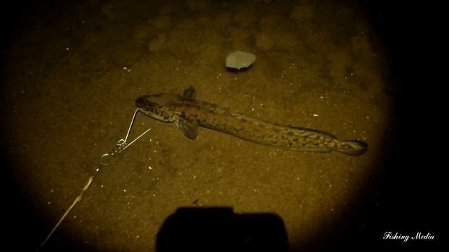 Рыбалка на налима на малой реке на донки и на стук #3 смотреть онлайн