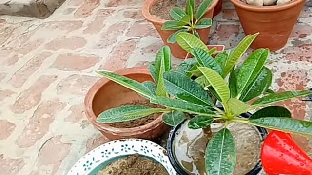 How To Grow Plumeria/Champa/Frangipani From Cutting