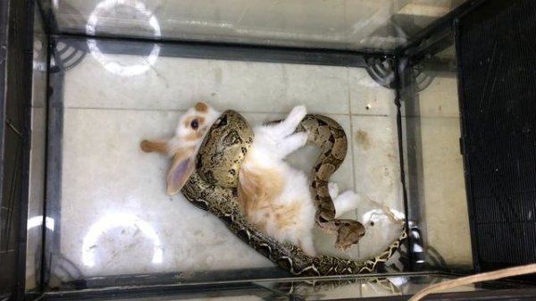 Warning! Live Feeding Snake | Boa Constrictor Eating Rabbit