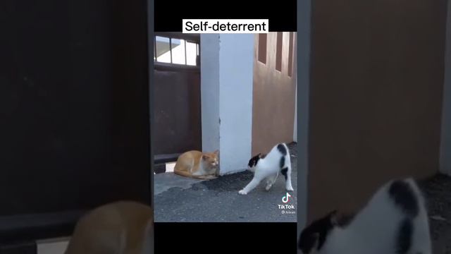Самый красивый кот смотреть онлайн