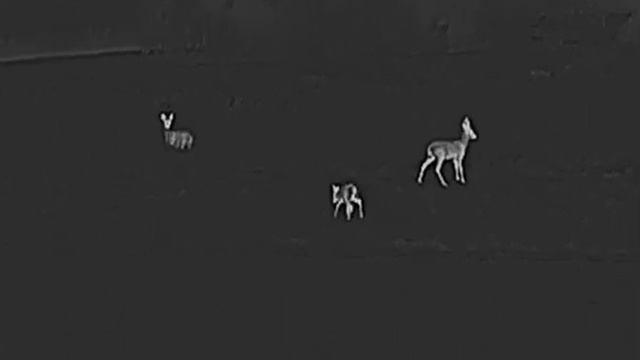 Roe deer, Hikmicro Falcon FH35 thermal imaging смотреть онлайн