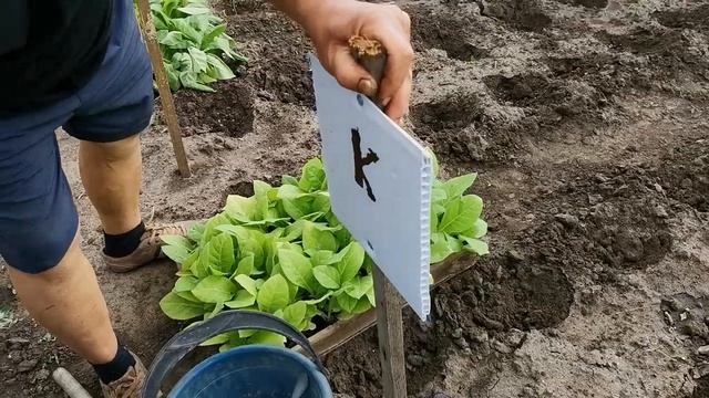 Высадка Экспериментального Табака в открытый Грунт / Что Положить в Лунку? смотреть онлайн
