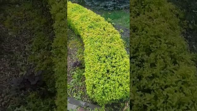 Стрижка живой изгороди из спиреи. смотреть онлайн