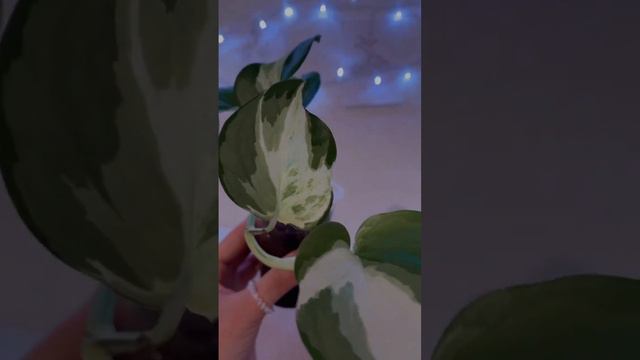 Эпипремнум Marble Apple 😍 #houseplants #plants #комнатныерастения #plantlover #эпипремнум #вьюны смотреть онлайн