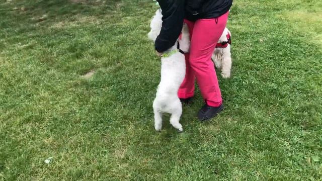 Очень смелая болонка атакует терьера смотреть онлайн