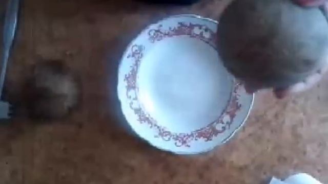 КОКОСОВОЕ МОЛОКО КАК ПРИГОТОВИТЬ? Как БЫСТРО открыть КОКОС смотреть онлайн