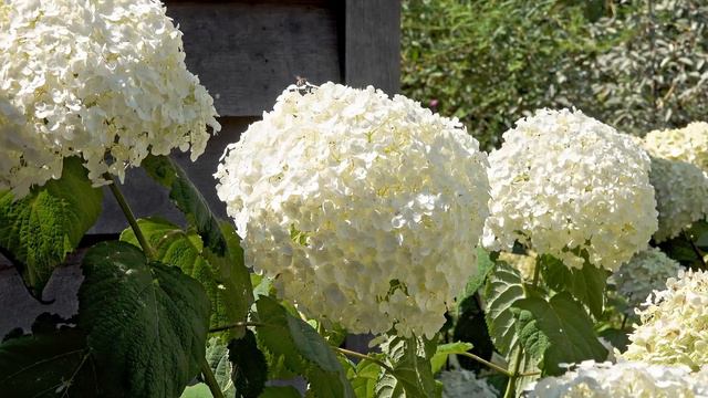 Sarah's Favourite Hydrangeas смотреть онлайн