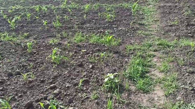 Про жуков и успехи в личной жизни. Из Киева в село. Жизнь в селе. смотреть онлайн