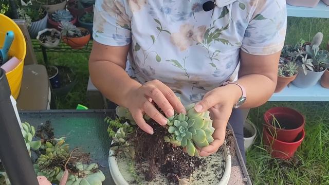 ECHEVERIA MOONFAIRY #1 CUIDADOS ....#ANNYPAVON смотреть онлайн
