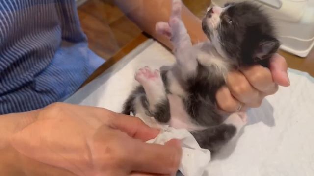 離乳の準備始めました ママとはぐれ弟も失った子猫 Day23 【2023.11.03-2】 смотреть онлайн