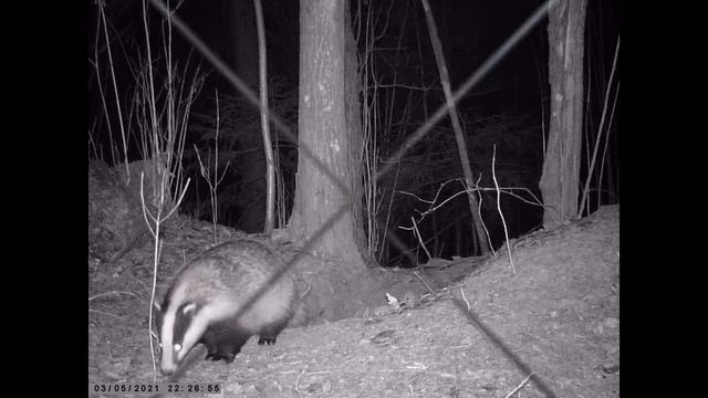 Барсук и соседи, весна 2021 смотреть онлайн