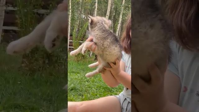 ПРОДАЮТСЯ МИНИ ХАСКИ 89967710554 Аляскинский кли-кай - миниатюрная копия хаски! ДОСТАВКА ЕСТЬ. смотреть онлайн