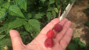 Лучшие саженцы малины. Малина сорта Пингвин.