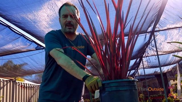 I F'n Love This Plant - PHORMIUM TENAX смотреть онлайн