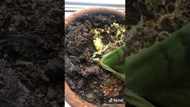 грибы в московской квартире смотреть онлайн