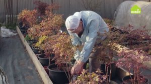 Формируем древовидные пионы