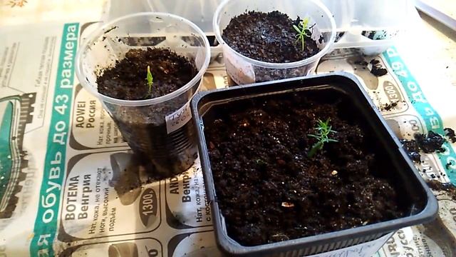 Туя - размножение семенами - часть 2