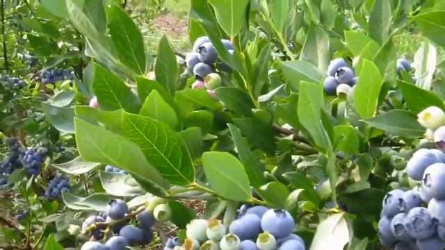 Голубика сорт Дюк