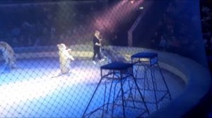 Неожиданный поворот в ростовском цирке! Вот что мы увидели в дрессировке с тиграми.