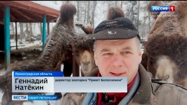 В Ленинградской области придумали самый экологичный способ утилизации новогодних деревьев смотреть онлайн
