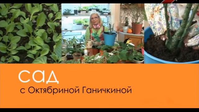 Сад. Серия 202. Саженцы роз, петунья смотреть онлайн