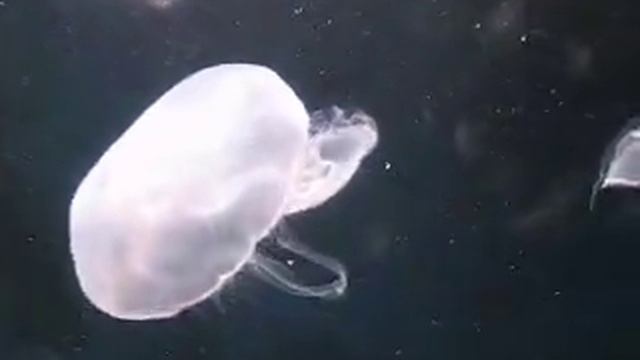 Sea life-Helsinki смотреть онлайн