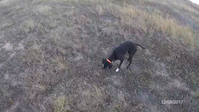 Охота на горлицу в Одесской области. Август-2017. Pigeon hunting in the Odessa region смотреть онлайн