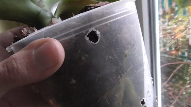 Белый фаленопсис с мутацией Биг Лип. Простая и эффективная посадка для слабой корневой смотреть онлайн