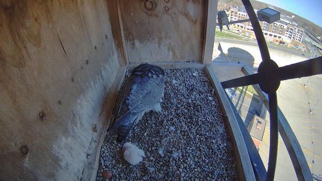 Peregrine falcons nesting on iconic water tower at Detroit Zoo смотреть онлайн