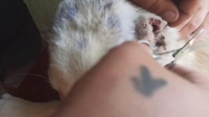 Снимаем швы у собаки . ( ГРУЗИНСКАЯ ГОРНАЯ СОБАКА ( НАГАЗИ ) ( БЕЛЫЙ ХОДА )