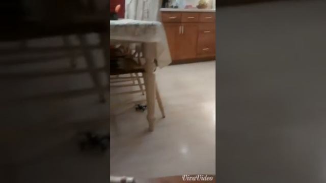 M.A.V mosquito quadcopter смотреть онлайн