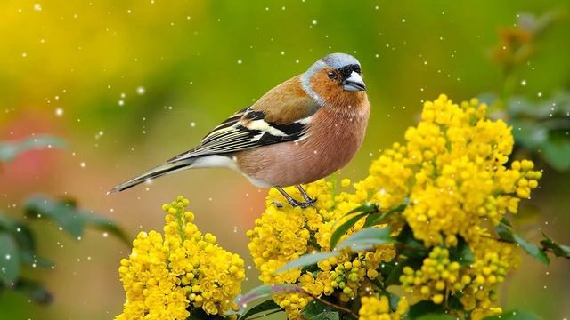 Музыка расслабляет нервную систему, улучшает память ? Музыка вселенной #15 смотреть онлайн