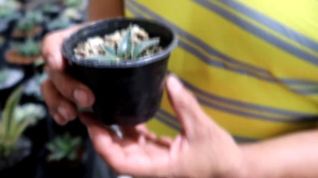 Agaves en Peligro!- Agavesmex смотреть онлайн