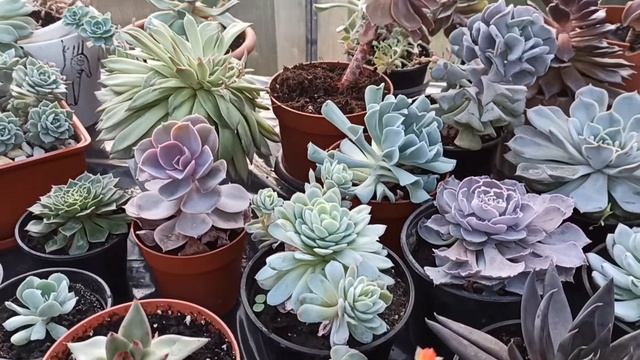 ЦВЕТЕНИЕ ЭХЕВЕРИИ (flowering echeveria) смотреть онлайн