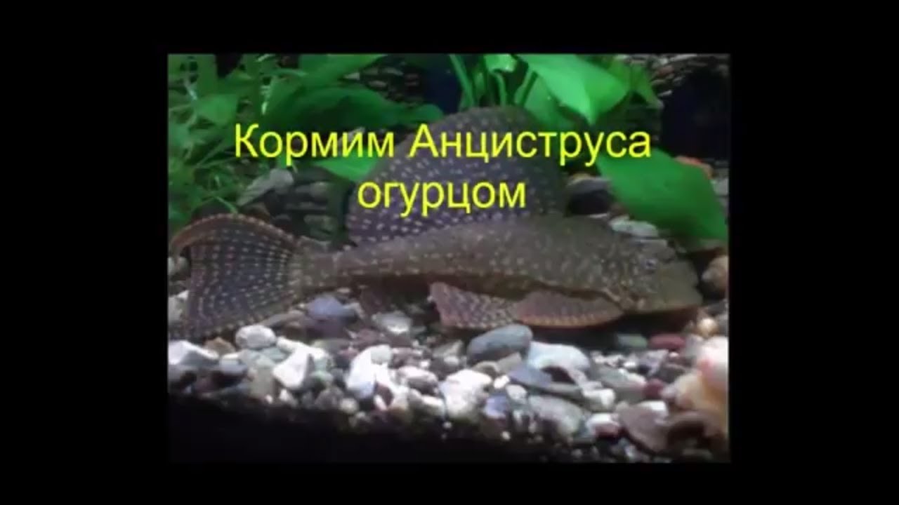 Анциструс и огурец. Как кормить АНЦИСТРУСА огурцом?