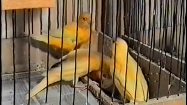 Канарейка.(4-5). смотреть онлайн