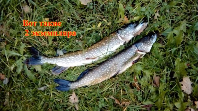 ловля хищницы смотреть онлайн